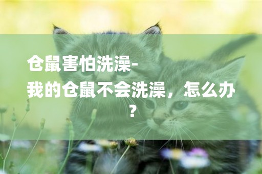 倉鼠害怕洗澡-
我的倉鼠不會洗澡，怎么辦？