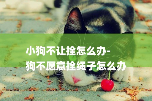 小狗不讓拴怎么辦-
狗不愿意拴繩子怎么辦