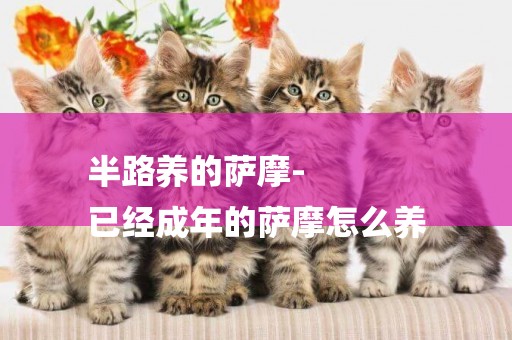 半路養的薩摩-
已經成年的薩摩怎么養