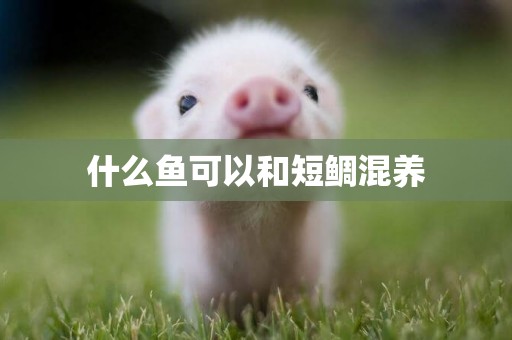 什么魚可以和短鯛混養