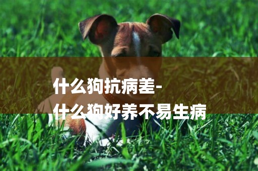 什么狗抗病差-
什么狗好養不易生病
