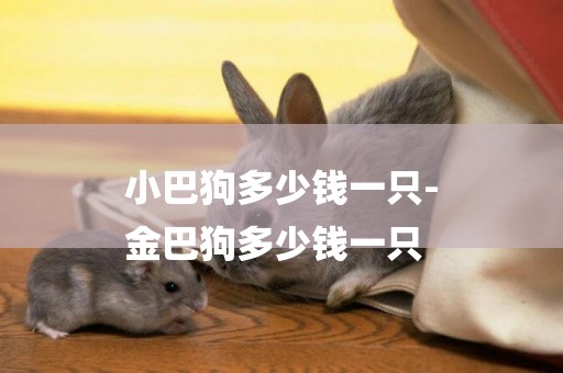 小巴狗多少錢一只-
金巴狗多少錢一只