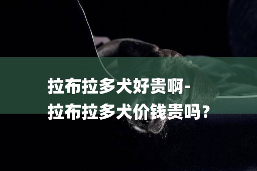 拉布拉多犬好貴啊-
拉布拉多犬價錢貴嗎？