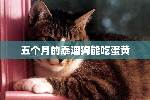 五個月的泰迪狗能吃蛋黃