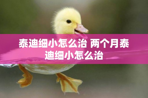 泰迪細小怎么治 兩個月泰迪細小怎么治