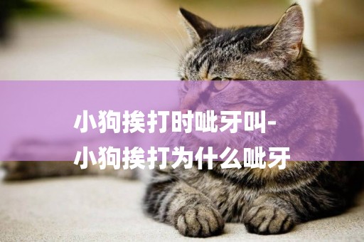 小狗挨打時呲牙叫-
小狗挨打為什么呲牙