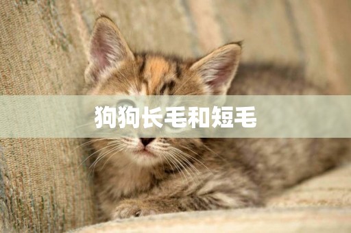 狗狗長毛和短毛