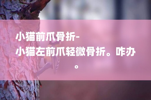 小貓前爪骨折-
小貓左前爪輕微骨折。咋辦。
