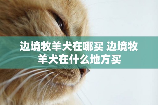 邊境牧羊犬在哪買 邊境牧羊犬在什么地方買