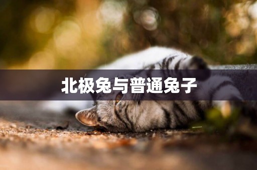 北極兔與普通兔子