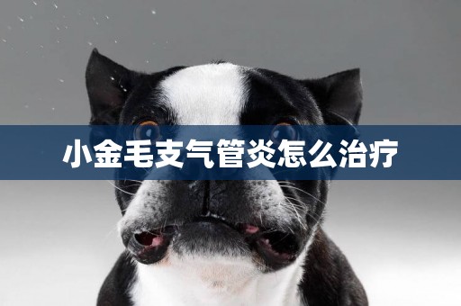 小金毛支氣管炎怎么治療