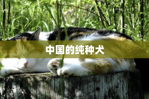 中國的純種犬