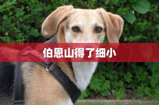 伯恩山得了細小