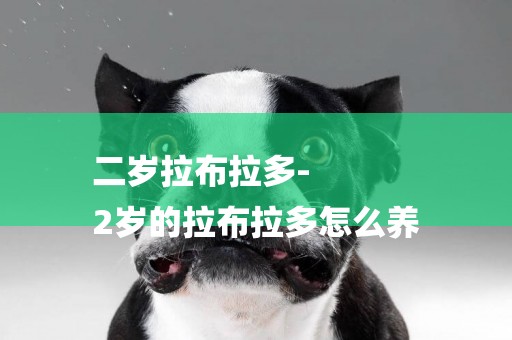 二歲拉布拉多-
2歲的拉布拉多怎么養