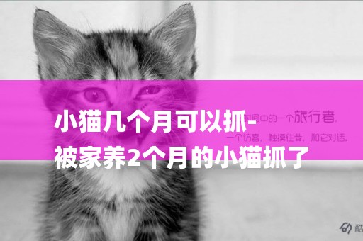小貓幾個月可以抓-
被家養2個月的小貓抓了