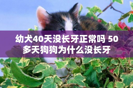 幼犬40天沒長牙正常嗎 50多天狗狗為什么沒長牙