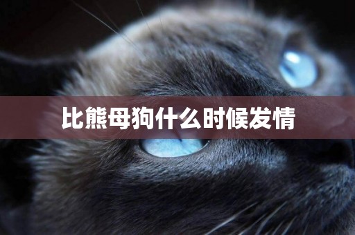 比熊母狗什么時候發情