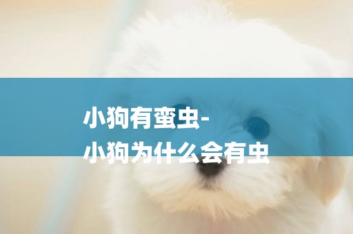小狗有蠻蟲-
小狗為什么會有蟲