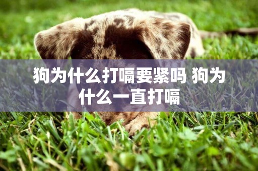 狗為什么打嗝要緊嗎 狗為什么一直打嗝