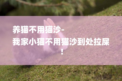 養貓不用貓沙-
我家小貓不用貓沙到處拉屎！