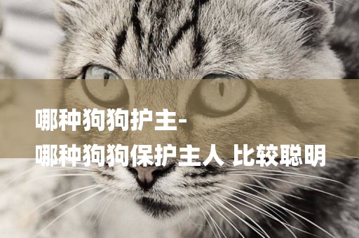哪種狗狗護主-
哪種狗狗保護主人 比較聰明
