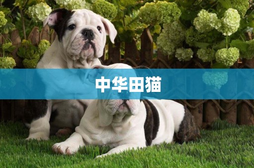 中華田貓