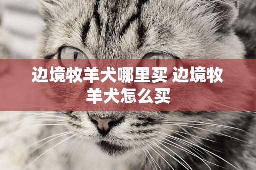 邊境牧羊犬哪里買 邊境牧羊犬怎么買