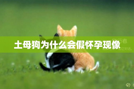 土母狗為什么會假懷孕現像