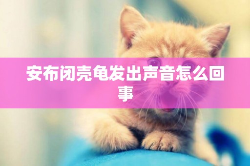 安布閉殼龜發出聲音怎么回事