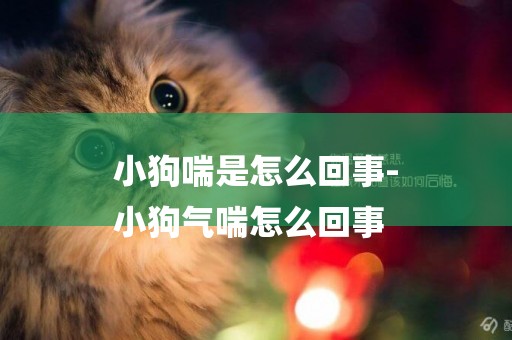 小狗喘是怎么回事-
小狗氣喘怎么回事