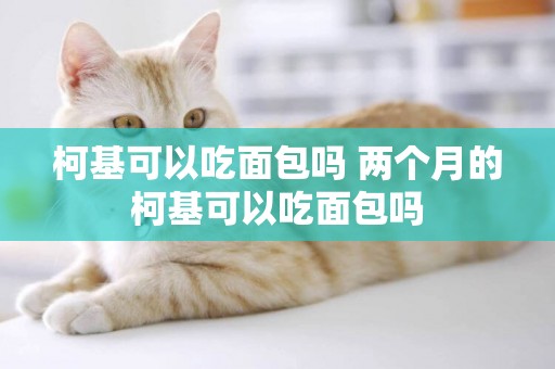 柯基可以吃面包嗎 兩個月的柯基可以吃面包嗎