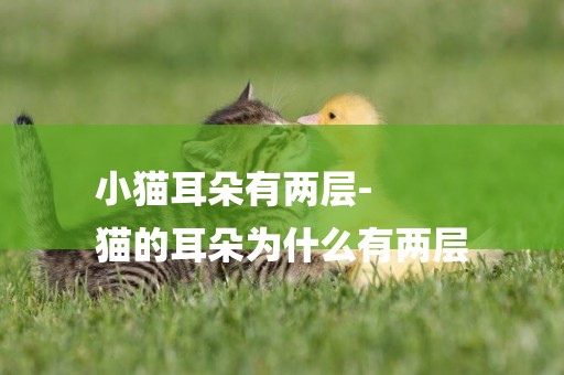 小貓耳朵有兩層-
貓的耳朵為什么有兩層