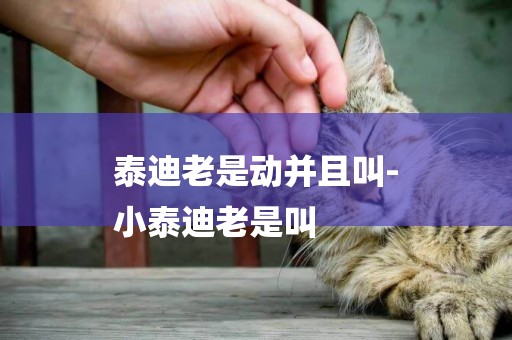 泰迪老是動并且叫-
小泰迪老是叫