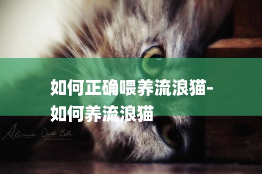 如何正確喂養流浪貓-
如何養流浪貓