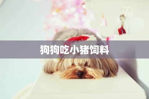 狗狗吃小豬飼料
