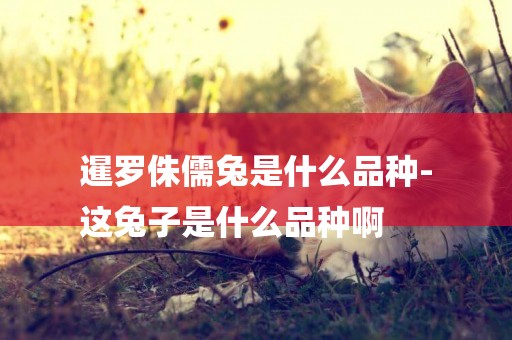 暹羅侏儒兔是什么品種-
這兔子是什么品種啊