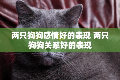 兩只狗狗感情好的表現 兩只狗狗關系好的表現
