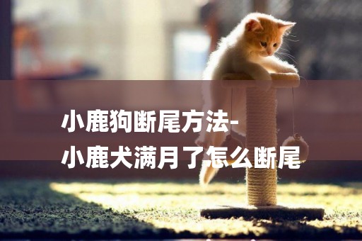 小鹿狗斷尾方法-
小鹿犬滿月了怎么斷尾