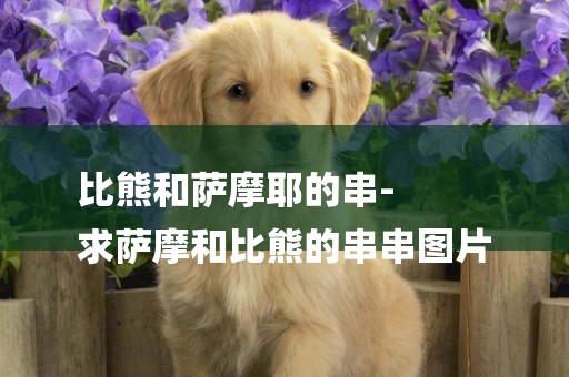 比熊和薩摩耶的串-
求薩摩和比熊的串串圖片