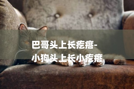 巴哥頭上長疙瘩-
小狗頭上長小疙瘩