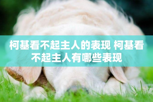 柯基看不起主人的表現 柯基看不起主人有哪些表現