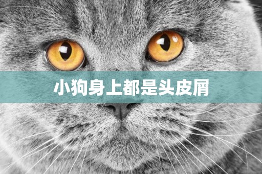 小狗身上都是頭皮屑