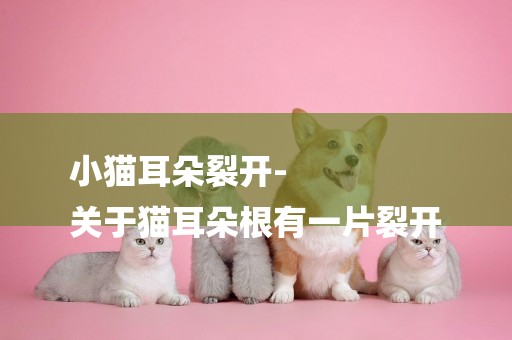 小貓耳朵裂開-
關于貓耳朵根有一片裂開
