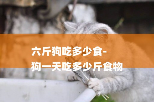六斤狗吃多少食-
狗一天吃多少斤食物