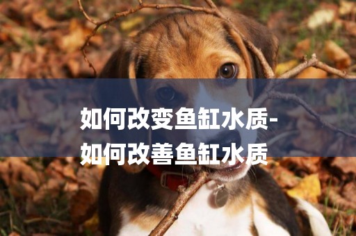 如何改變魚缸水質-
如何改善魚缸水質