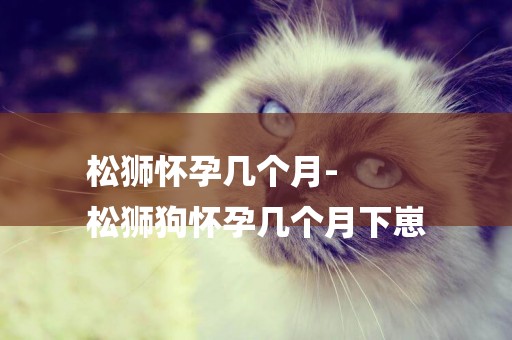 松獅懷孕幾個月-
松獅狗懷孕幾個月下崽