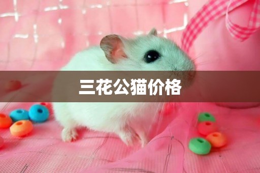 三花公貓價格