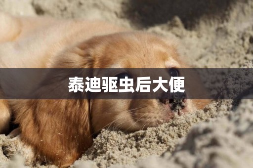 泰迪驅蟲后大便