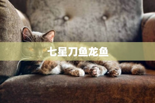 七星刀魚龍魚