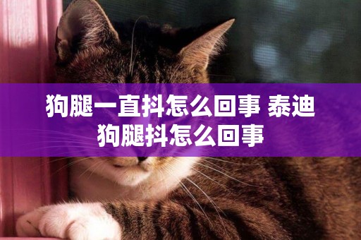 狗腿一直抖怎么回事 泰迪狗腿抖怎么回事